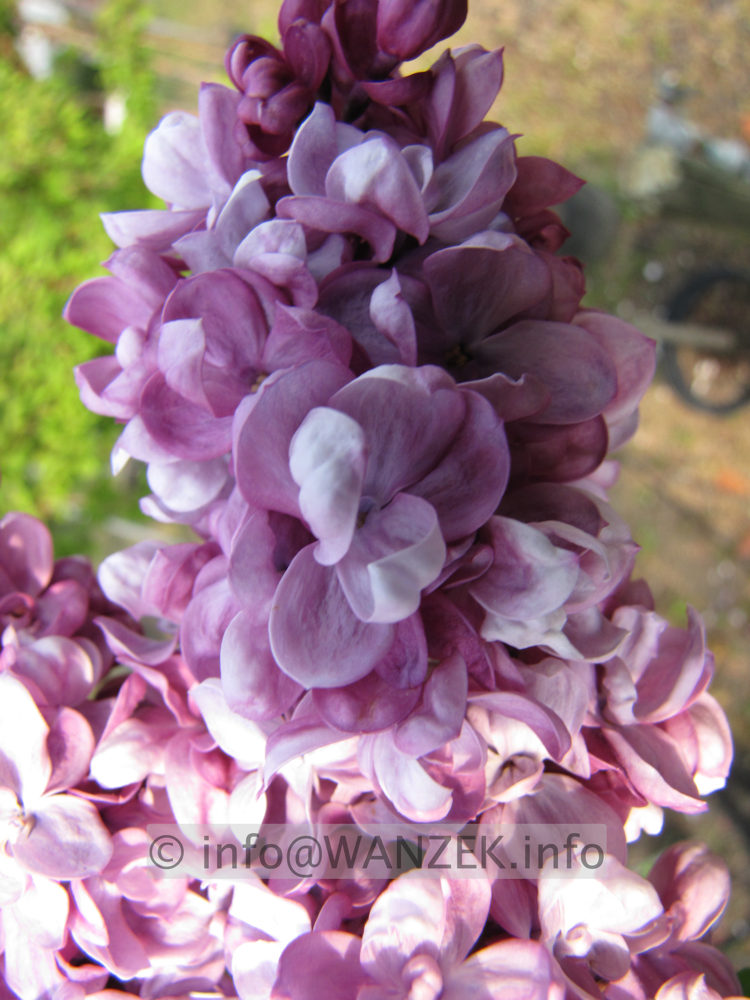 Syringa vulgaris Paul Deschanel 04.JPG